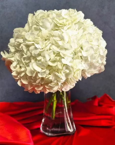 White Hydrangeas Bouquet In A Vase