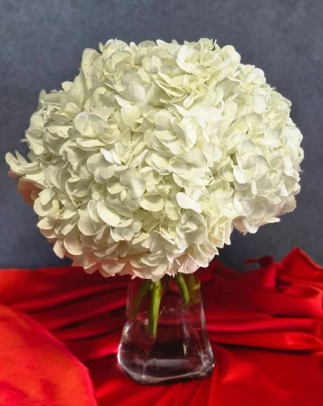 White Hydrangeas Bouquet In A Vase