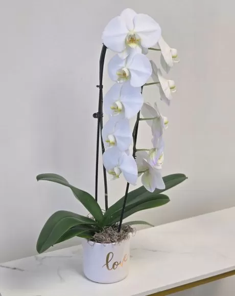 Premium-White-Orchid