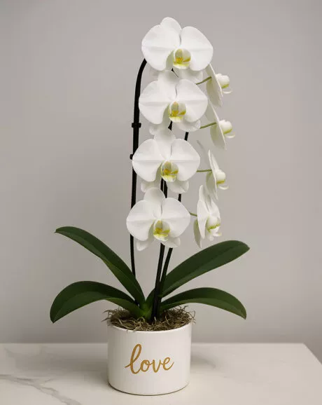 Premium White Orchid