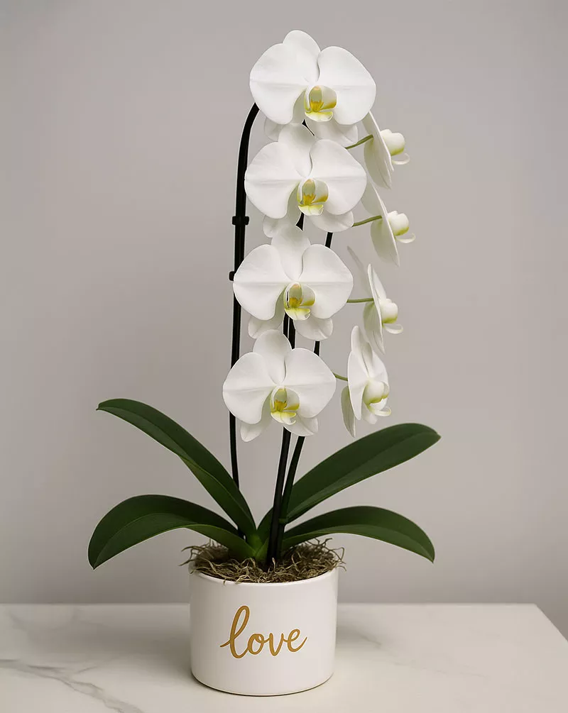 Premium White Orchid
