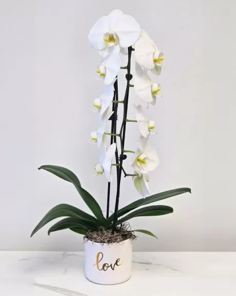 Premium-White-Orchid