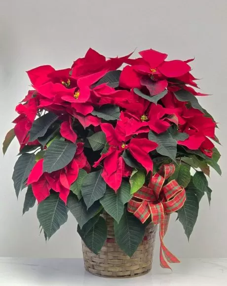 Poinsettia Plant