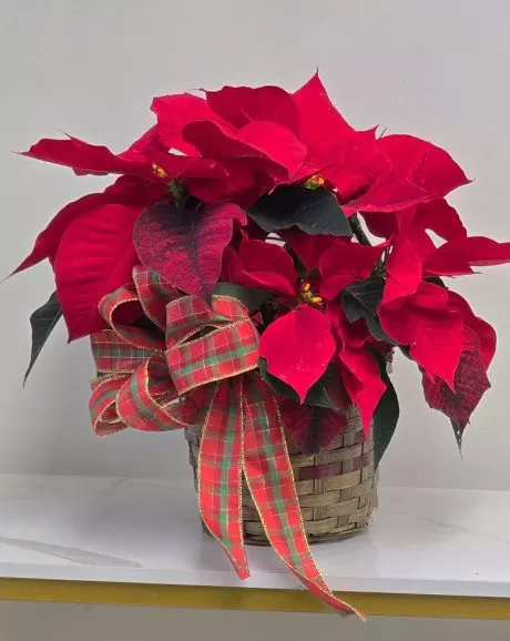 Poinsettia Plant