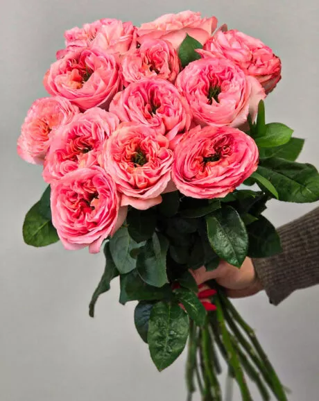 12 Pink Garden Roses Bouquet