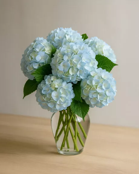 Blue Hydrangeas in a Vase