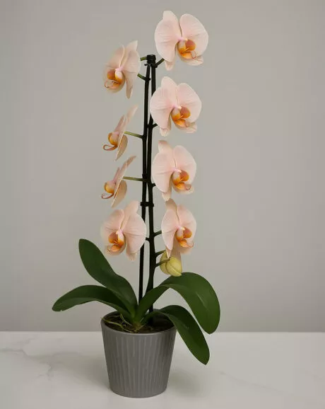 Premium Ivory Pink Orchid