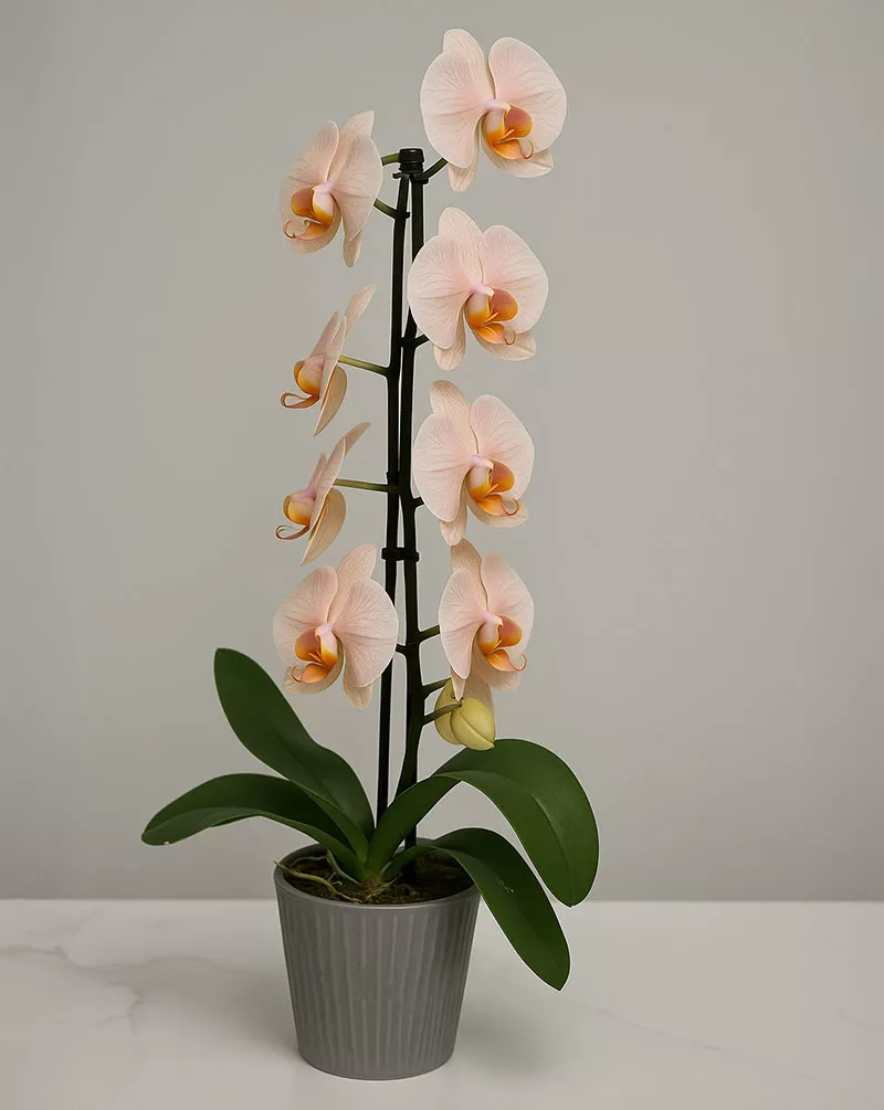 Premium Ivory Pink Orchid