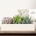 Tranquil Haven Garden Succulents - Image 3