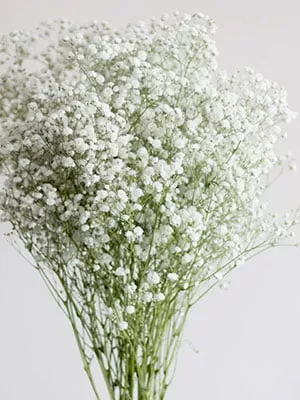 Baby's Breath