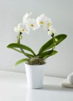 Circle of Grace Orchid