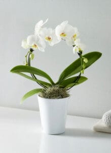Circle of Grace Orchid
