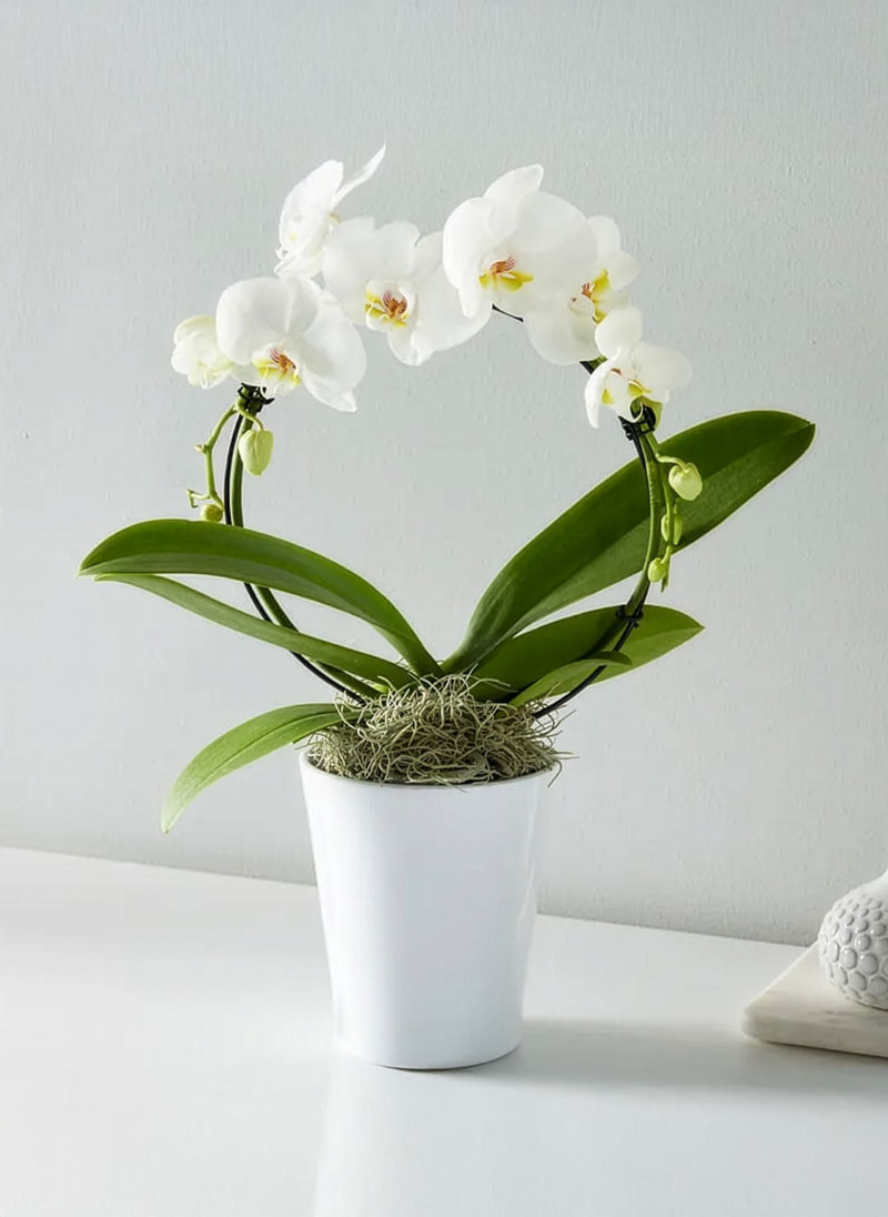 Circle of Grace Orchid