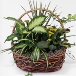 Garden Basket Plant