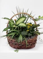 Garden Basket Plant