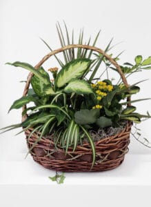 Garden Basket Plant