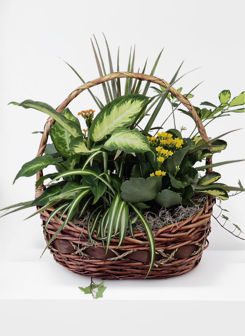 Garden Basket Plant