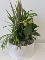 Minimalist Ceramic Plant