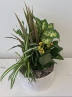 Minimalist Ceramic Plant - Image 2