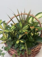 Garden Basket Plant