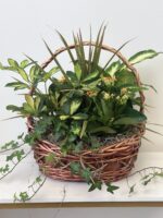 Garden Basket Plant