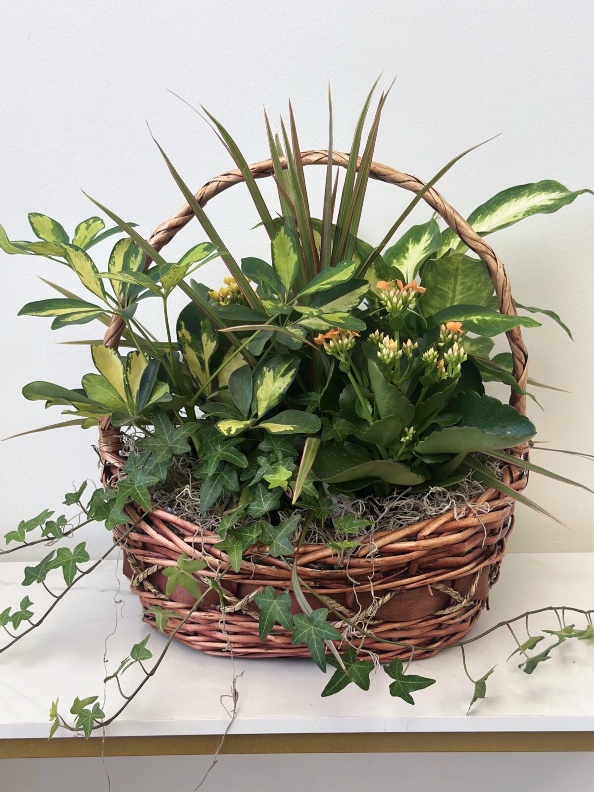Garden Basket Plant