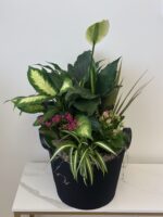Majestic Powerful Plant