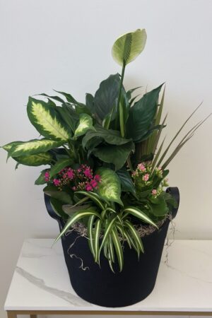 Majestic Powerful Plant