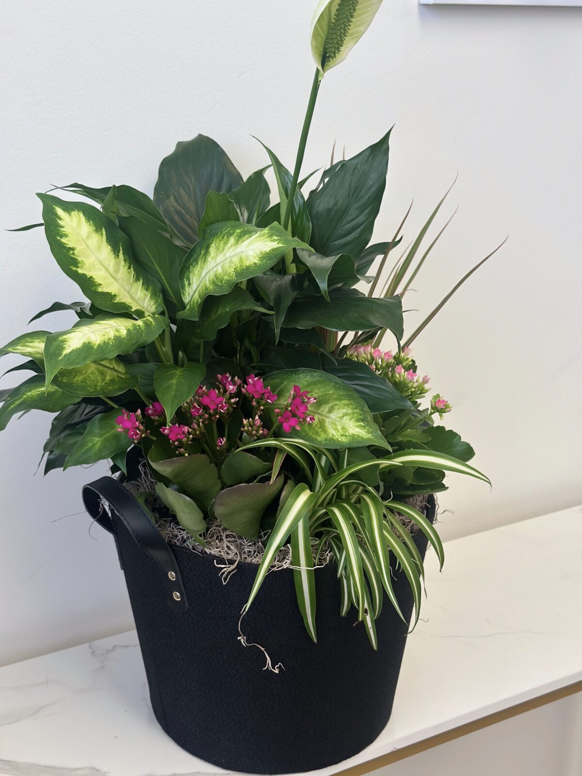 Majestic Powerful Plant