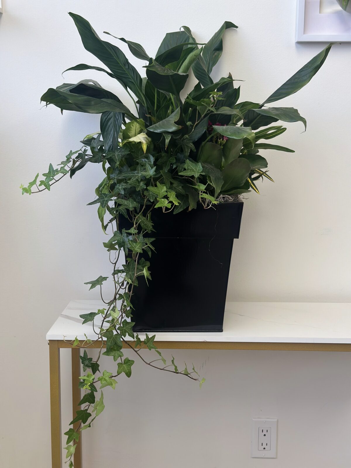Luxury Green Plant - Image 3