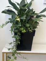 Luxury Green Plant