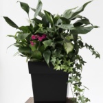 Luxury Green Plant