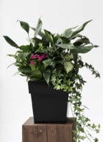 Luxury Green Plant