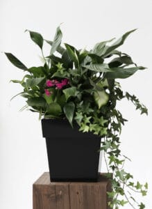 Luxury Green Plant