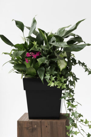 Luxury Green Plant