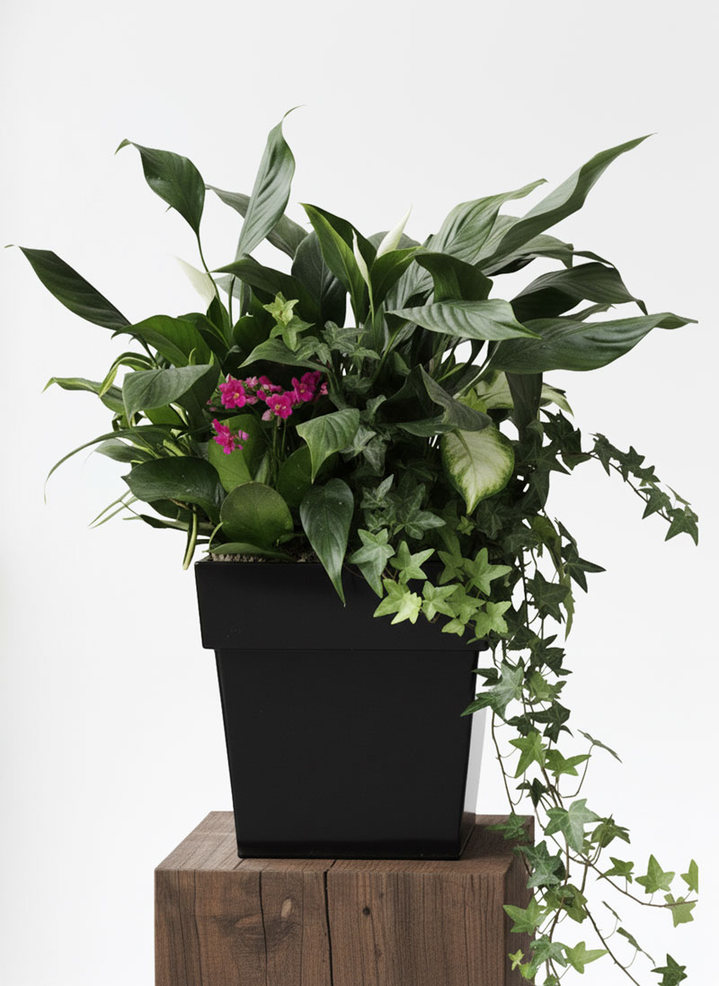 Luxury Green Plant