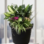 Majestic Powerful Plant