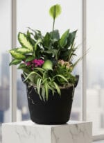 Majestic Powerful Plant