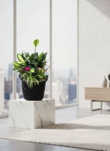 Majestic Powerful Plant