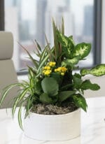 Minimalist Ceramic Plant - Image 3