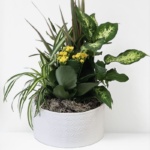 Minimalist Ceramic Plant