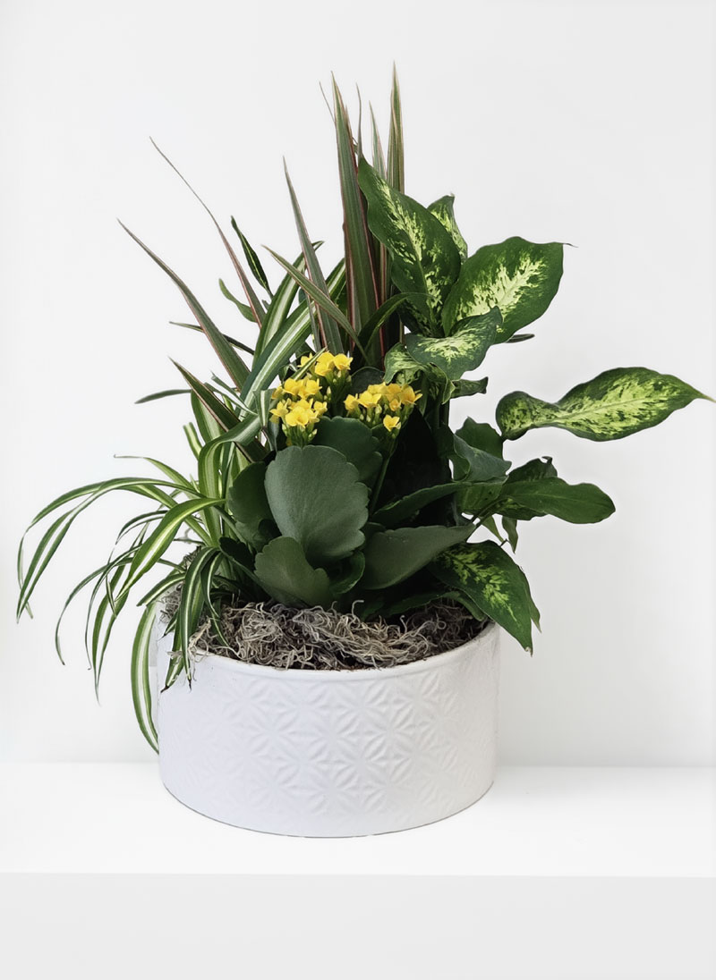 Minimalist Ceramic Plant