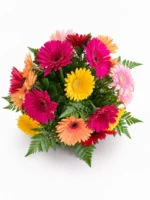 Mixed Color Gerbera Daisies