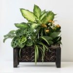 Office Buddy Wooden Plant