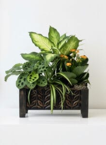 Office Buddy Wooden Plant