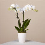 Pure Harmony Orchid - Image 3