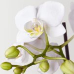 Bliss White Orchid - Image 2
