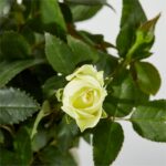 Serenade in Bloom - Image 2