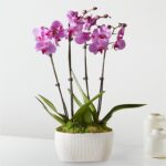 Whispers of Grace Orchid Garden