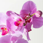 Whispers of Grace Orchid Garden - Image 2